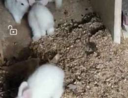 Ù¤ Ø§Ø±Ø§Ù†Ø¨ ØµØºØ§Ø± Ø¨ÙŠØ¶ 4 Baby rabbits white colo...