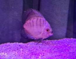 Discus 2 inches