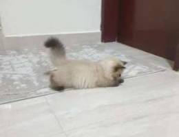 Himalayan Kitten