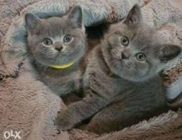 British Shorthair kittens for sale