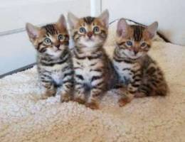 Beautiful Bengals for sale