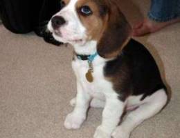 Adorable Beagle puppies for adoption