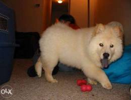 adorable chow chow for adoption