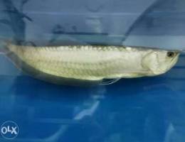 Silver Arowana 16 inches