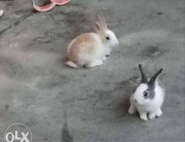 Rabbits for sale