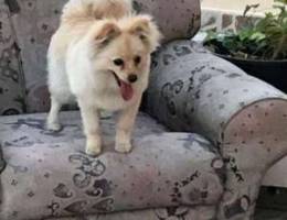 Pomeranian dog for sale