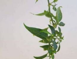 Green Chilli plant