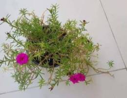 Moss Rose