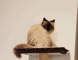 Adopt me! Persian/Hymalayan cat for urgent...