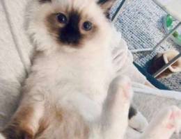 lovely ragdoll kitten available