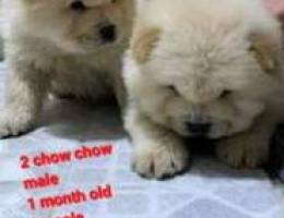 Chow chow