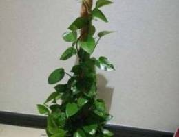 Beautiful Indoor Plants for Sale!