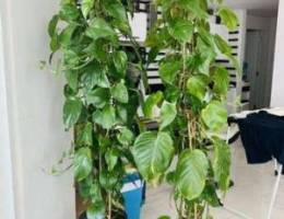 2 Large Money plants (2m + high) with pots...