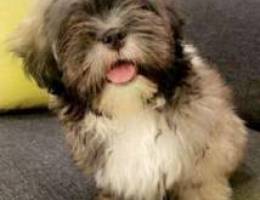 For sale Shih Tzu