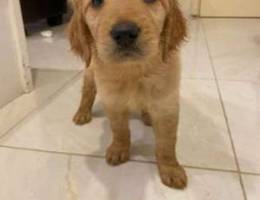 golden retriever puppy for sale