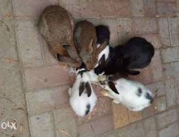 Rabbit for sale