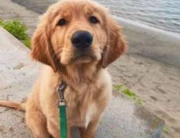 Golden Retriever Puppy Litter