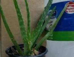 Aloe Vera - BD 0.500 Fils