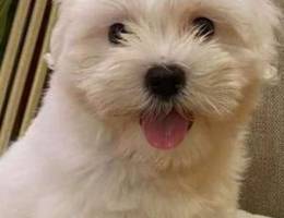 Maltese/ shi tzu