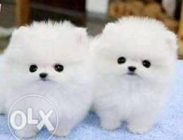 Beautiful Pomeranian Male and Female avail...