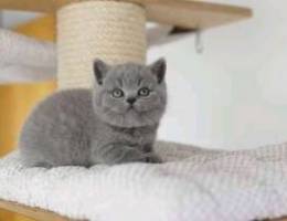 British Shorthair kittens