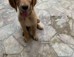 For Sale golden 4 months age all vaccines