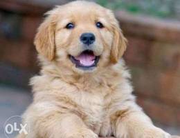 Available amazing cute Pure Pedigree Golde...