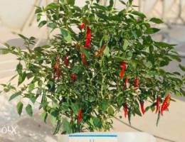 healthy chilli plants with full of green c...