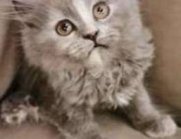 Sherazi kitten for sale Ù‚Ø·Ø· Ø´ÙŠØ±Ø§Ø²ÙŠØ© Ù„Ù„Ø¨ÙŠØ¹