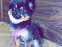 Pomeranian dog for sale