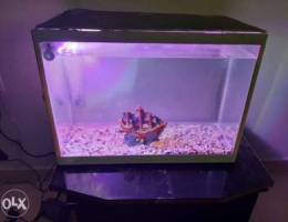 Fish tank for sale