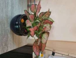 Red Aglonema plant