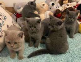 Beautiful British Shorthair kittens