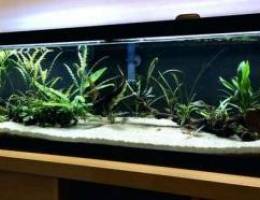 wanted 150 cm and above fish tank