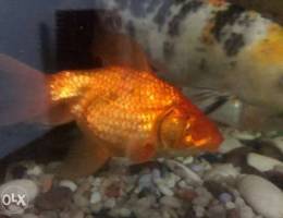 Mystery Golden fish without both eyes livi...