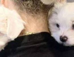 Maltese puppy for sell