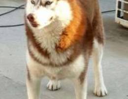 Siberian husky pure