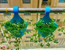 Turtle vine each for 3 BD