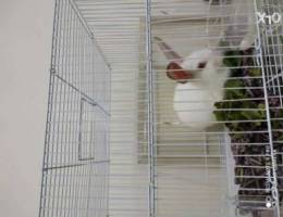 Rabbit for sale with cage