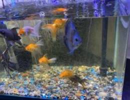 Aquarium with healthy discus and goldfish ...