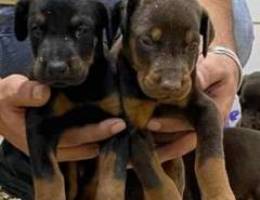 Doberman puppies