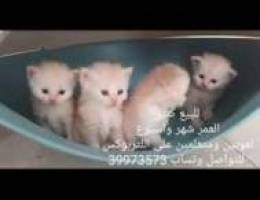 Cats for sale