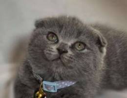 Scottish fold