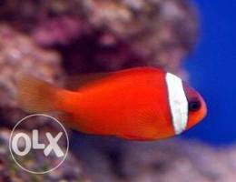 5 Tomato Clown fish