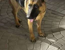 German Shepard for Sale