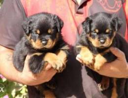 rottweiler puppy