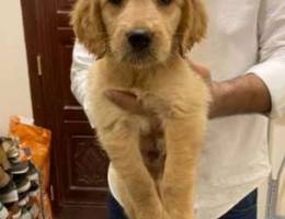 male golden retriever