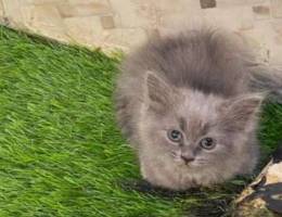 British short hair female kitten