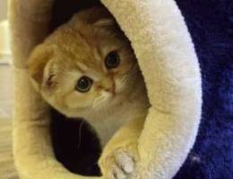 scottish fold - Golden chinchilla