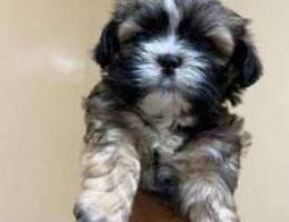 Shih Tzu